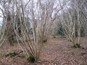 Coppiced Woodland in Hetchell Woods