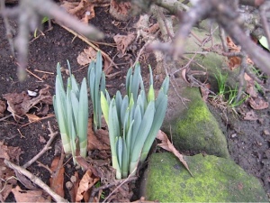 Daffodils appearing in Hetchell Woods